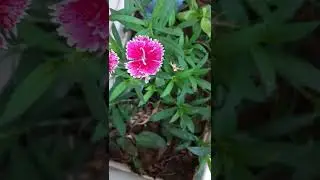 #Short #Happy# Plant #Gardner #🌺