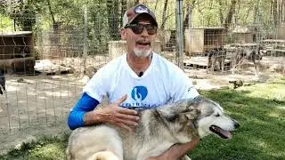 Lázaro y sus huskies, un vínculo perfecto