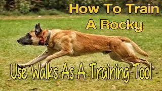 How To Train A Rocky Malinois-LeaderWalks Challenge!