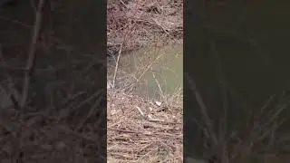 Live stream of pee free ly