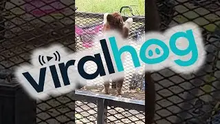 Rare Red Husky Pup Doing the Standup Reverse Howl || ViralHog