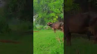 Nature ♥️💥💞❤️#shortvideos #beautiful #villagelife #trending #shorts #short #shortfeed #viralvideo