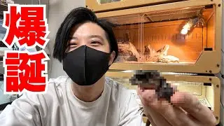 ようやくあの卵が孵りました！