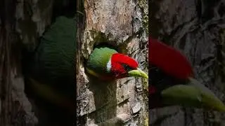 The Red-headed barbet is a species of bird in the family Capitonidae, the New World barbets.like.sub