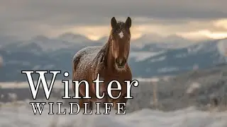Wild Animals & Piano Music in the Snow | 1 Hour