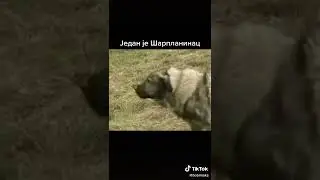 Sarplaninac protiv kfor vucijaka