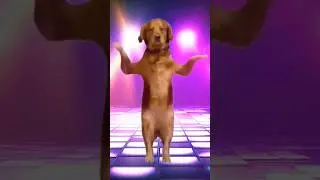 dancing dog#Jogi ji nind na Ave Sajan ki yad sataave#dance #funny #dog #trandingshorts #ytshorts