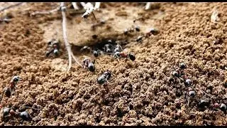 Суета сует&hellip;. Vanitas vanitatum et omnia vanitas