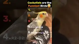 Last cockatiel joke is the funniest 😂 #cockatiel