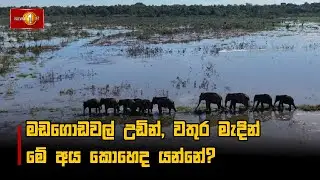 මඩගොඩවල් උඩින්,  වතුර මැදින් මේ අය මේ කොහෙද යන්නේ?