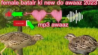 quail sounds femaleawesome quail bird trap using phone and wild bird sounds easy creative bird trap