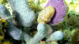 Wild flamingo tongue snail grazing on sea plume, Vieques, PR, 4k video with sound