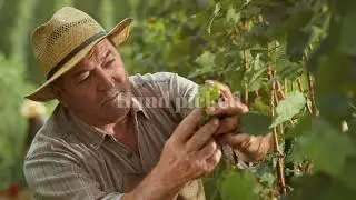 CAMPI DI ZEUS WINE PRODUCER