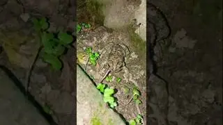 The frog is eating the earthworm