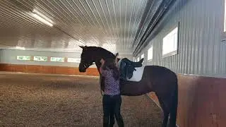 Alley Morgan Mare, 4 years old, Cession de Machoire
