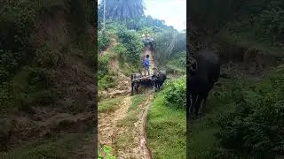 How pathetic! The cart is in danger with buffalo. #cart #buffalo