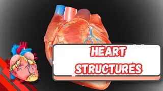 The Heart: Structure & Function (3D Model) شرح بالعربى