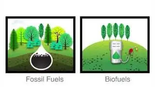 Making Biofuels and Biochemicals from Poplar Trees