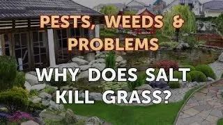 Why Does Salt Kill Grass?