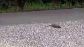 Street fight Crow vs Rat