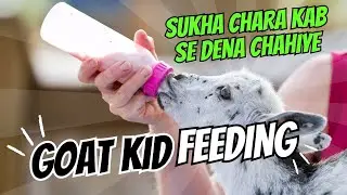 Goat Kid Feeding and Rumen Development
