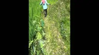 Chakwag summer May42016