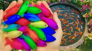 Surprise catch: colorful aquarium fish in a small pond&mdash;guppies, tetras, tiger barbs, small turtles.