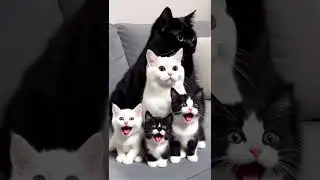 ❤️🐾 Cute Black and White Cat Family Meowing Together  #cats #kitten #catfamily #blackcat