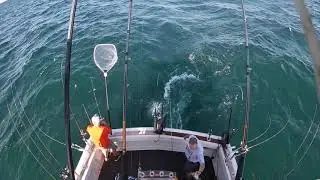 Lake Erie walleye Fishing
