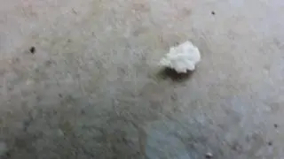 Aphid lion, lacewing larva