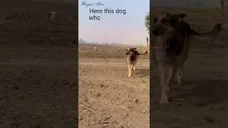 Respectful Dog 🐶|| Dogs video|| Respect video|| #shorts @RespectSure @Dylan_Anderson