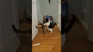 Cute Cat and Kitten Play-fighting