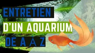 Entretien d'un aquarium de A &agrave; Z