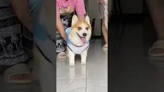 Forever fan of messi -  corgi cute #dog #pets