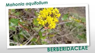 Oregon grape Mahonia aquifolium beautiful evergreen shrub native to Western North America aggressive