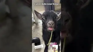 Funny Animal Sounds In Wildlife: Buffalo, Panda, Giraffe, Cow, Goat, Dog,... | Animal Moments#viral
