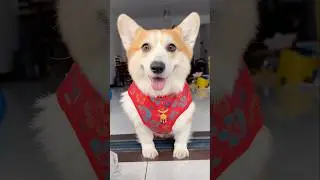 #corgi #mypet #dog #pets
