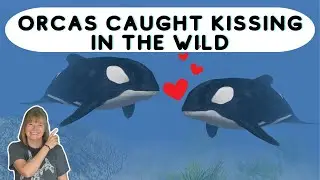 Orcas Caught 'Kissing' on Camera &ndash; Rare Wild Behavior Explained