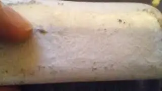 Affect of Pour Temperature on Aluminum Ingots