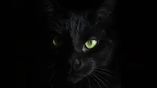 Masinaria de vise