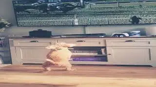 #dog #dogvideoshorts #cavapoo #funny #funnydogs