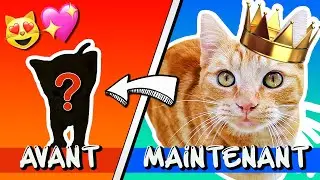 OMG! SIMBA CHAT ROI &eacute;tait le CHATON le plus MIGNON et le plus DROLE! 😻❤️ C'est Chat ma Vie! #6