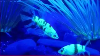 Pez Betta neon y que alimentos darles !!