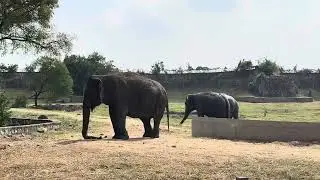 Elephants Cooling Off After a Mud Bath | Graceful Giants Under the Sun
