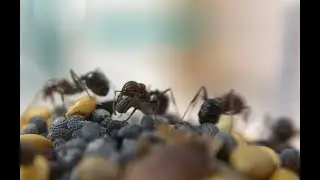 A maggyűjtők első éve. (Messor minor hesperius maggyűjtőhangya kolónia)