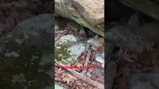 Trying to find Indian rock shelters @dayhikingandherpingdudes