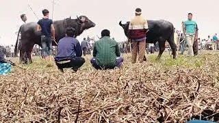 //Suna Deka Raja Torabori V/S Antaj Ali Japori//@mukeshthakuria2374.//