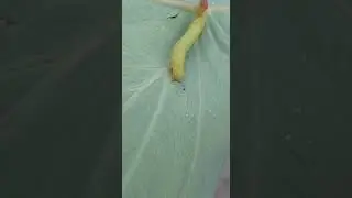 Green Pergesa Hawkmoth Pergesa Acteus Caterpillar ##video##larvae#feedingbehaviour