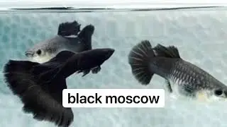 types of guppy fish / guppies