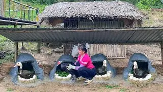 Build Multiple Nests For Geese to Lay Eggs - Single Mother Building Wooden Houses, Off-Grid Farms